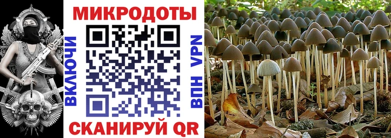 Галлюциногенные грибы Psilocybe  Бабушкин 